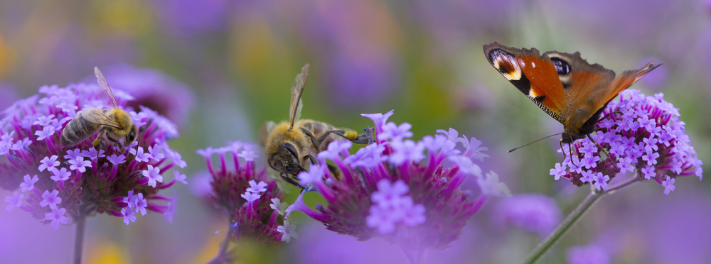 Lila Blüten mit einem Schmetterling - die TRAVE fördert die Artenvielfalt durch Insektenwiesen.
