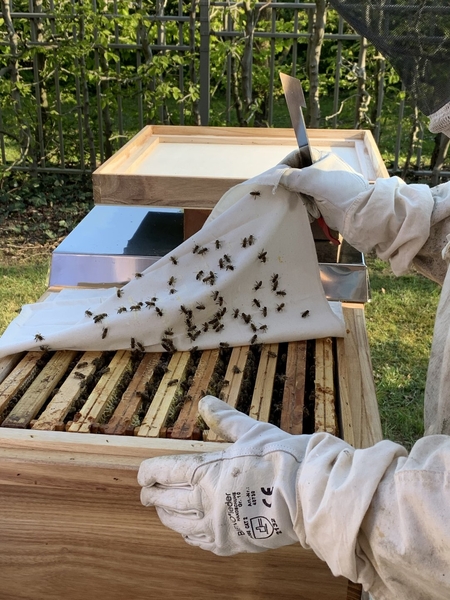 Der TRAVE-Imker kontrolliert den Bienenstock.