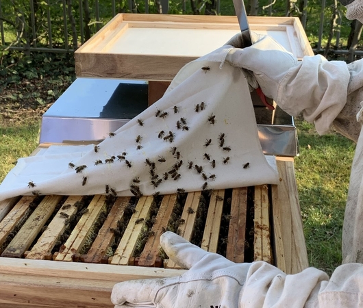Der TRAVE-Imker kontrolliert den Bienenstock.